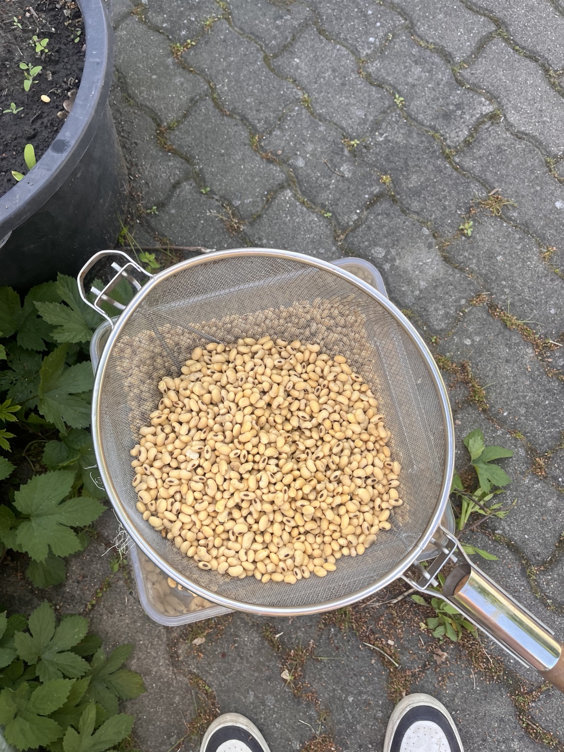 Eingeweichte Sojabohnen in einem großen Sieb